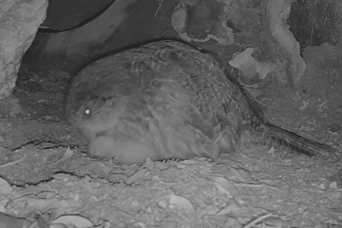 'Найтовстіший у світі': тисячі глядачів стежать онлайн за життям рідкісного папуги