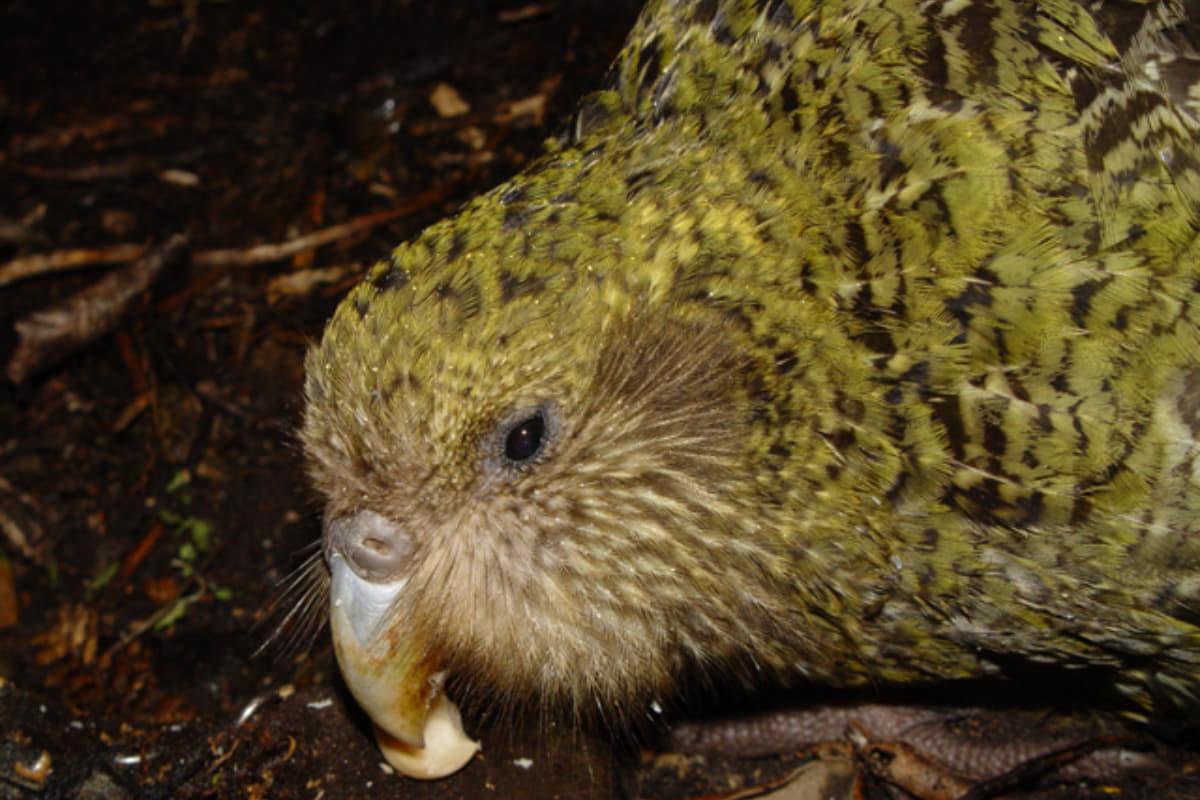 'Найтовстіший у світі': тисячі глядачів стежать онлайн за життям рідкісного папуги