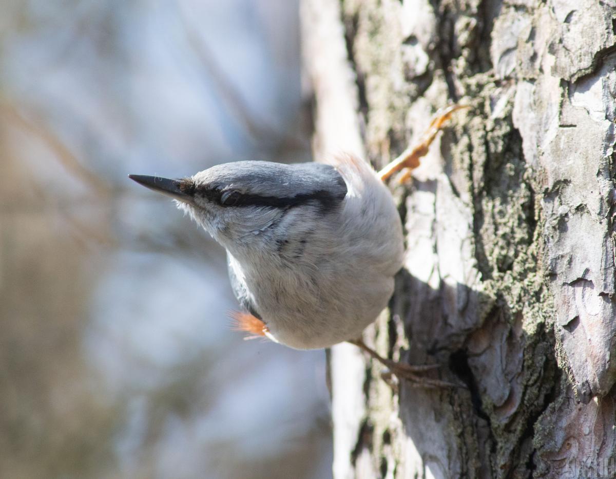 У п'ятницю на киян чекає 15-градусне тепло, але вже на вихідних температура знизиться