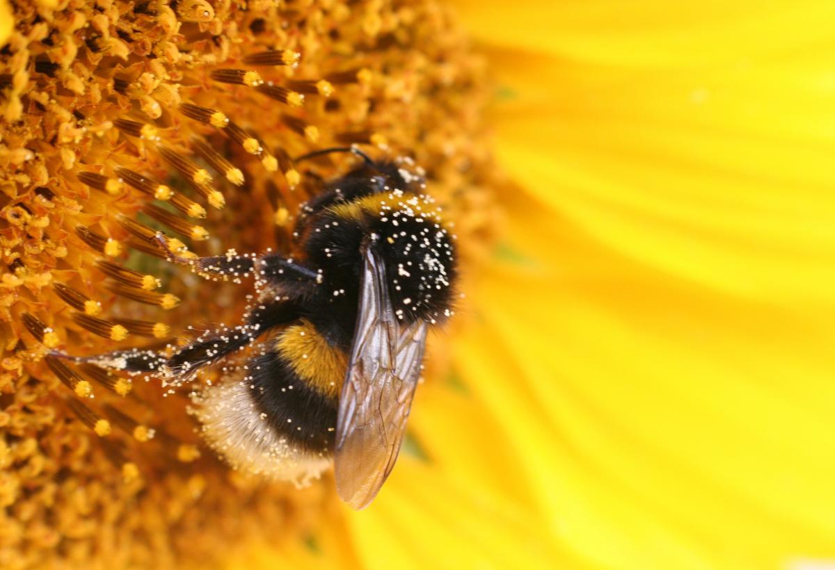 Королевы шмелей выжили под водой: случайное открытие, которое поразило биологов