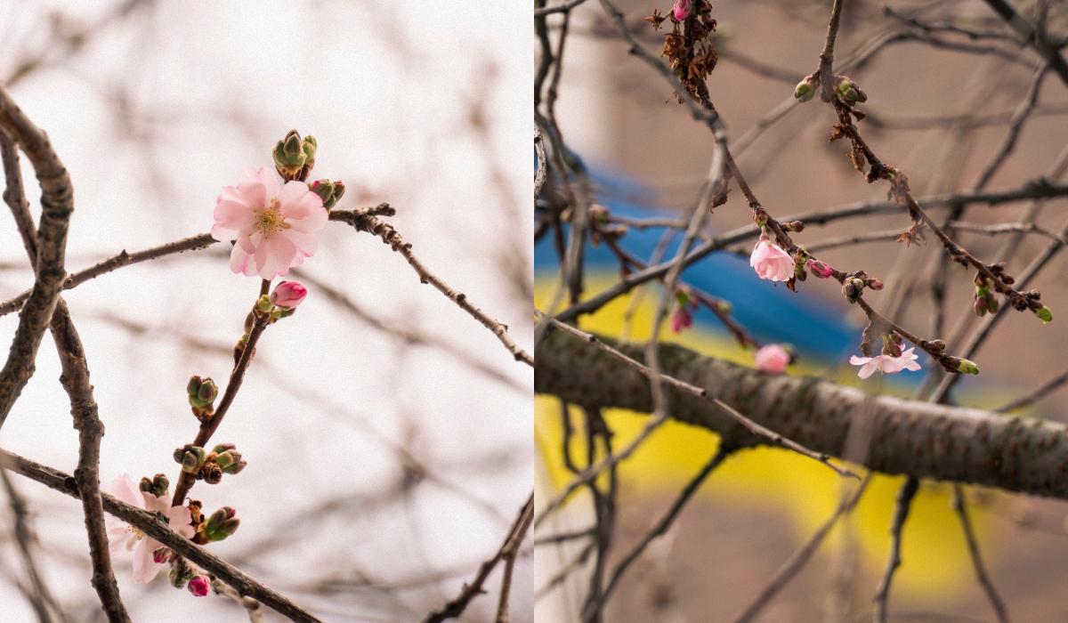 В Мукачево начала цвести 'безумная' сакура: в чем ее особенность (фото)