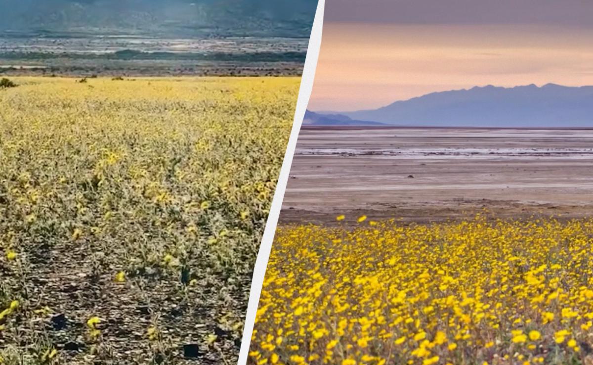 Долина Смерті вкрилася морем квітів: туристи їдуть побачити рідкісне 'суперцвітіння'