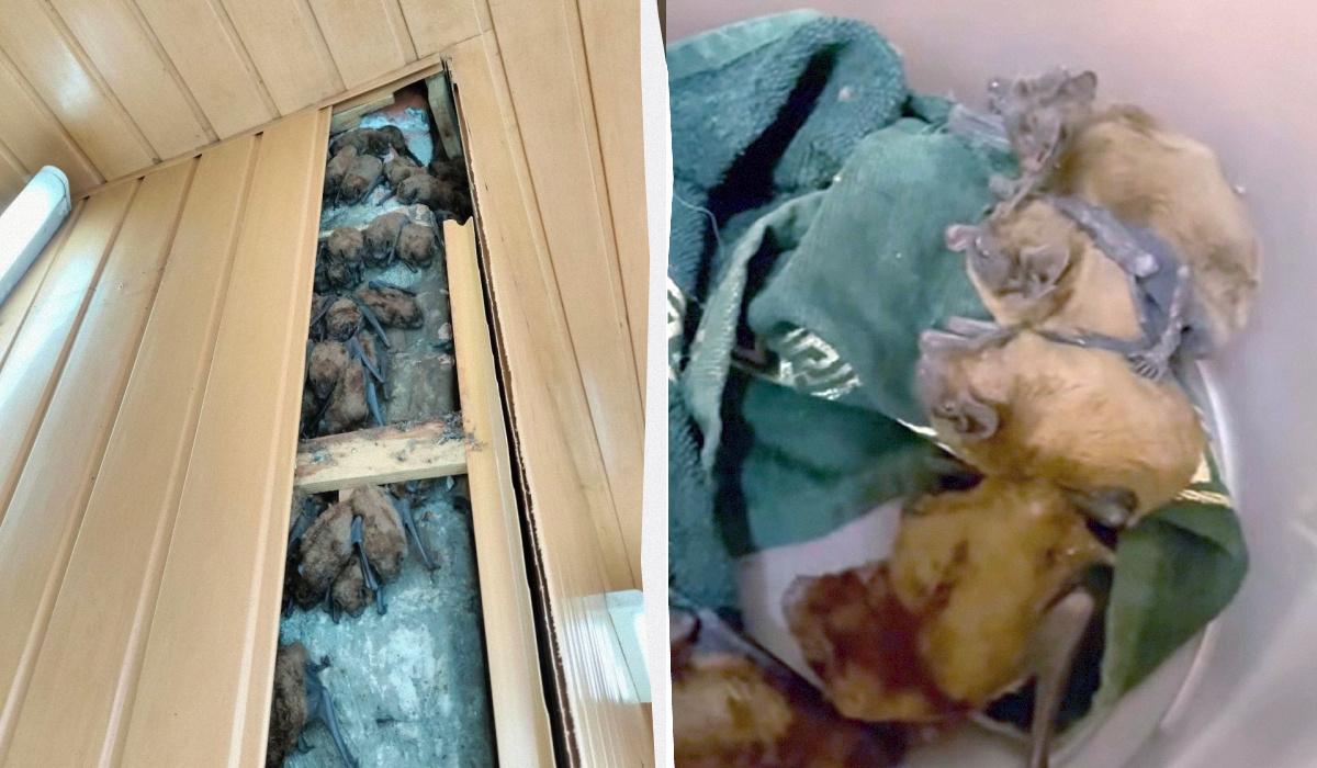 Харьковчанка обнаружила у себя на балконе скрытую колонию из 900 летучих мышей (видео)