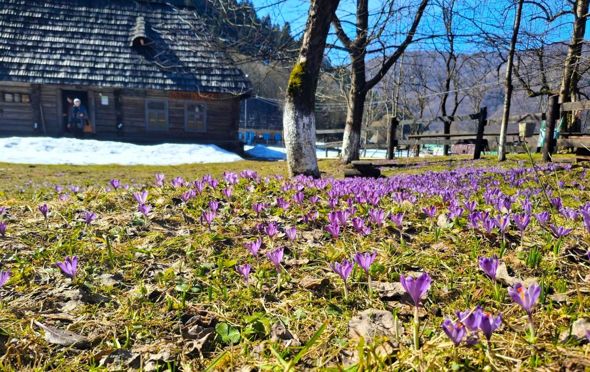 В Колочаве зацвели крокусы: когда ожидать пик цветения (фото)