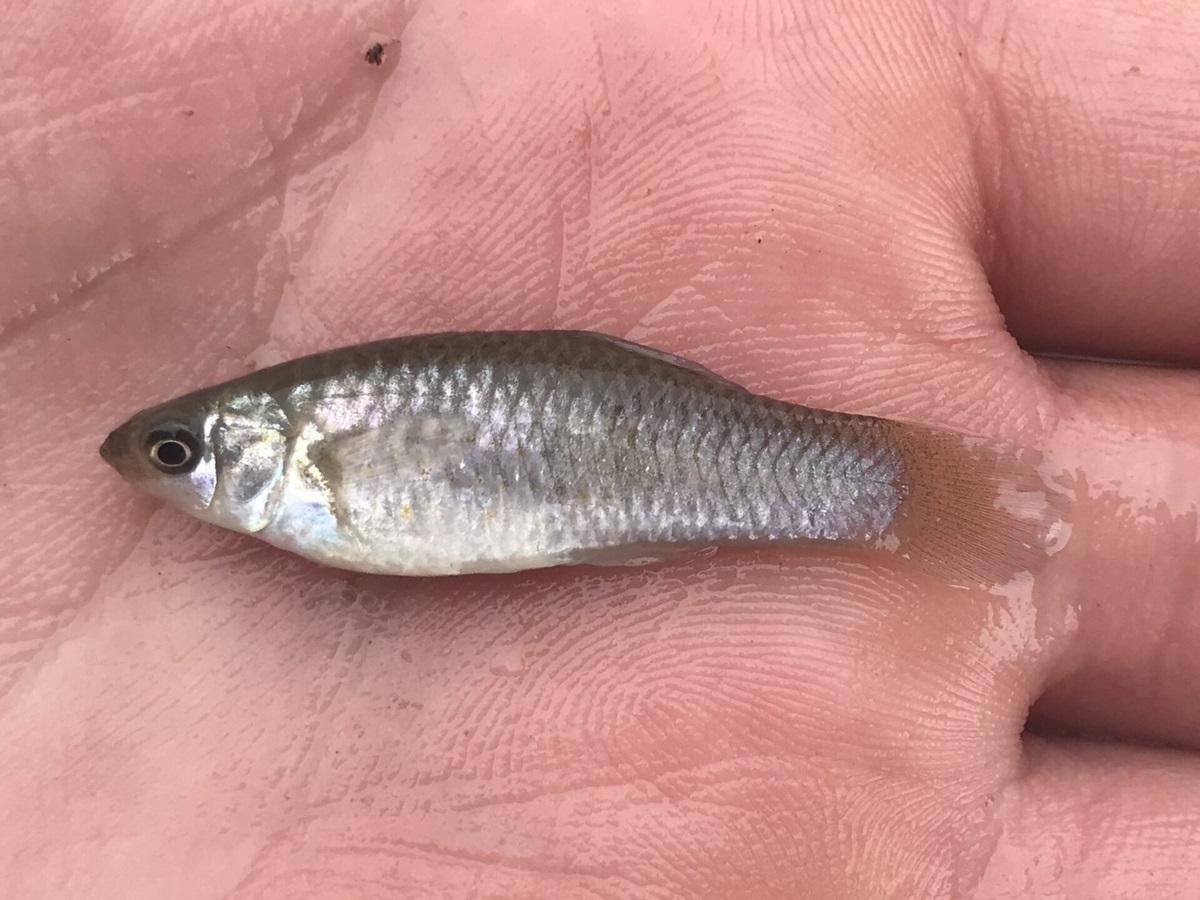 Маленька риба клонує себе протягом 100 000 років: вчені з'ясували, як вона це робить