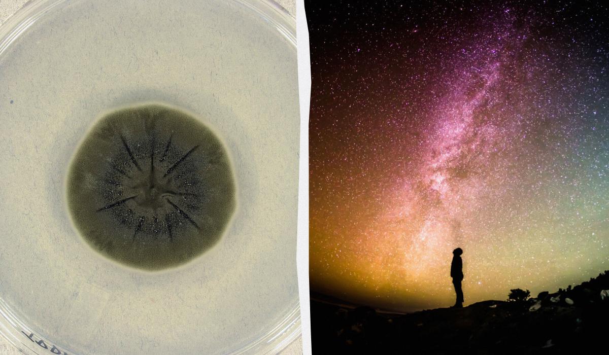 Черная плесень из Чернобыля может спасти человечество от космической радиации, - ученые