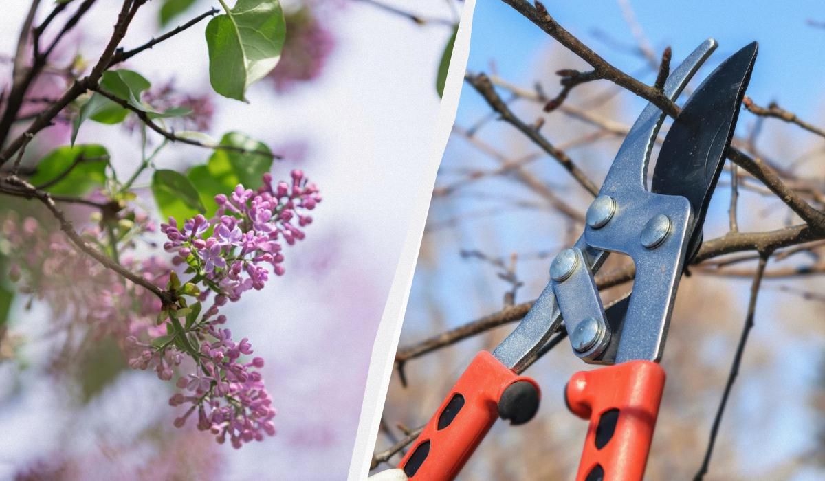 Секатор подождёт: 6 растений, которые ни в коем случае нельзя обрезать в марте