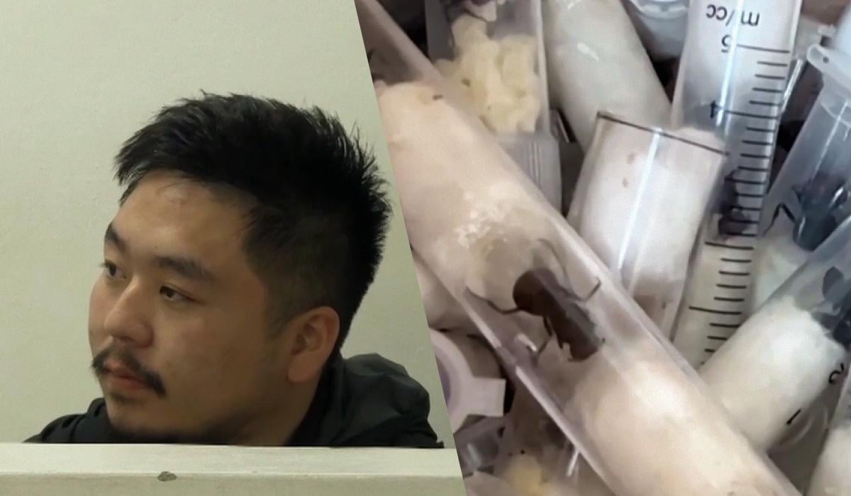 У Кенії затримали китайця за контрабанду понад 2 тисяч живих мурах