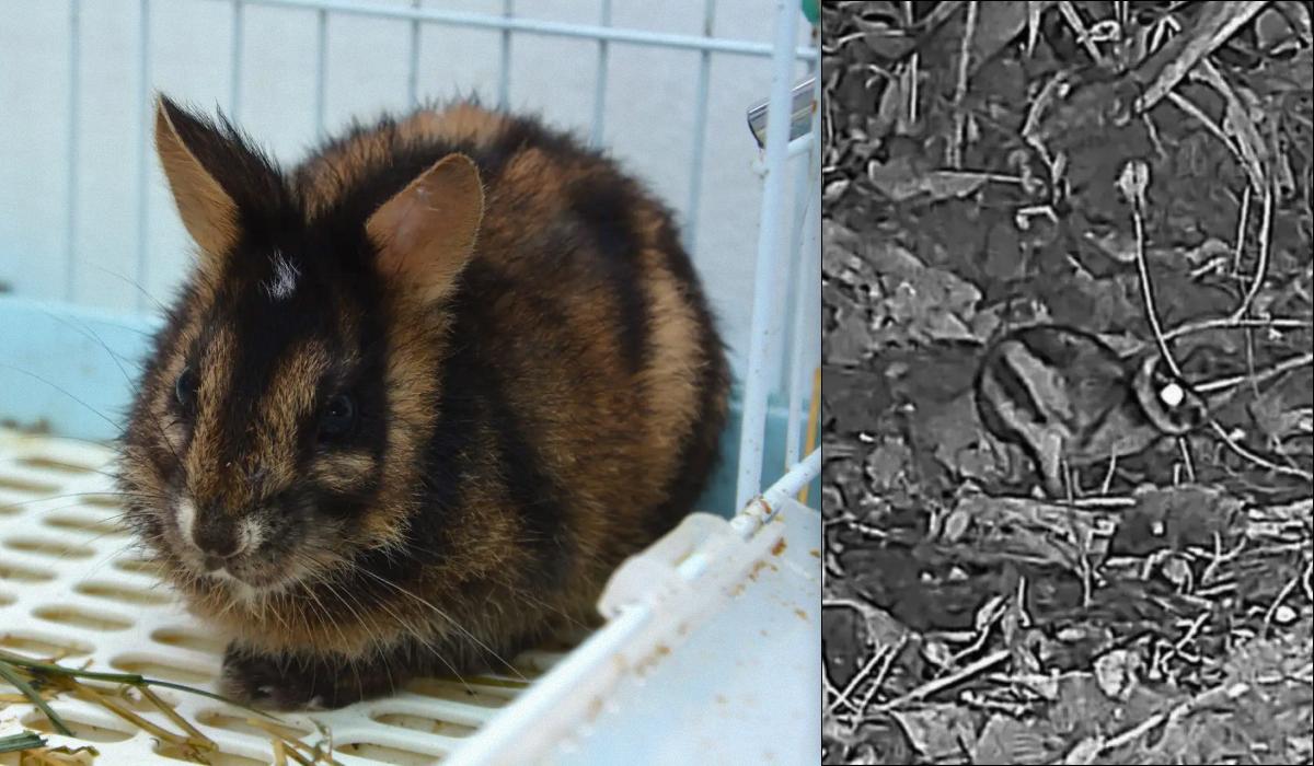 аннамитский полосатый кролик