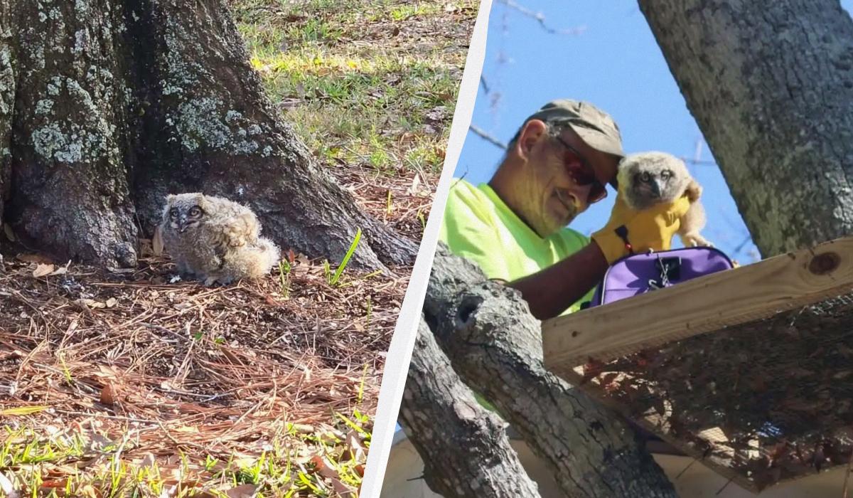 Мужчина увидел во дворе маленький пушистый комочек: находка полностью изменила его день