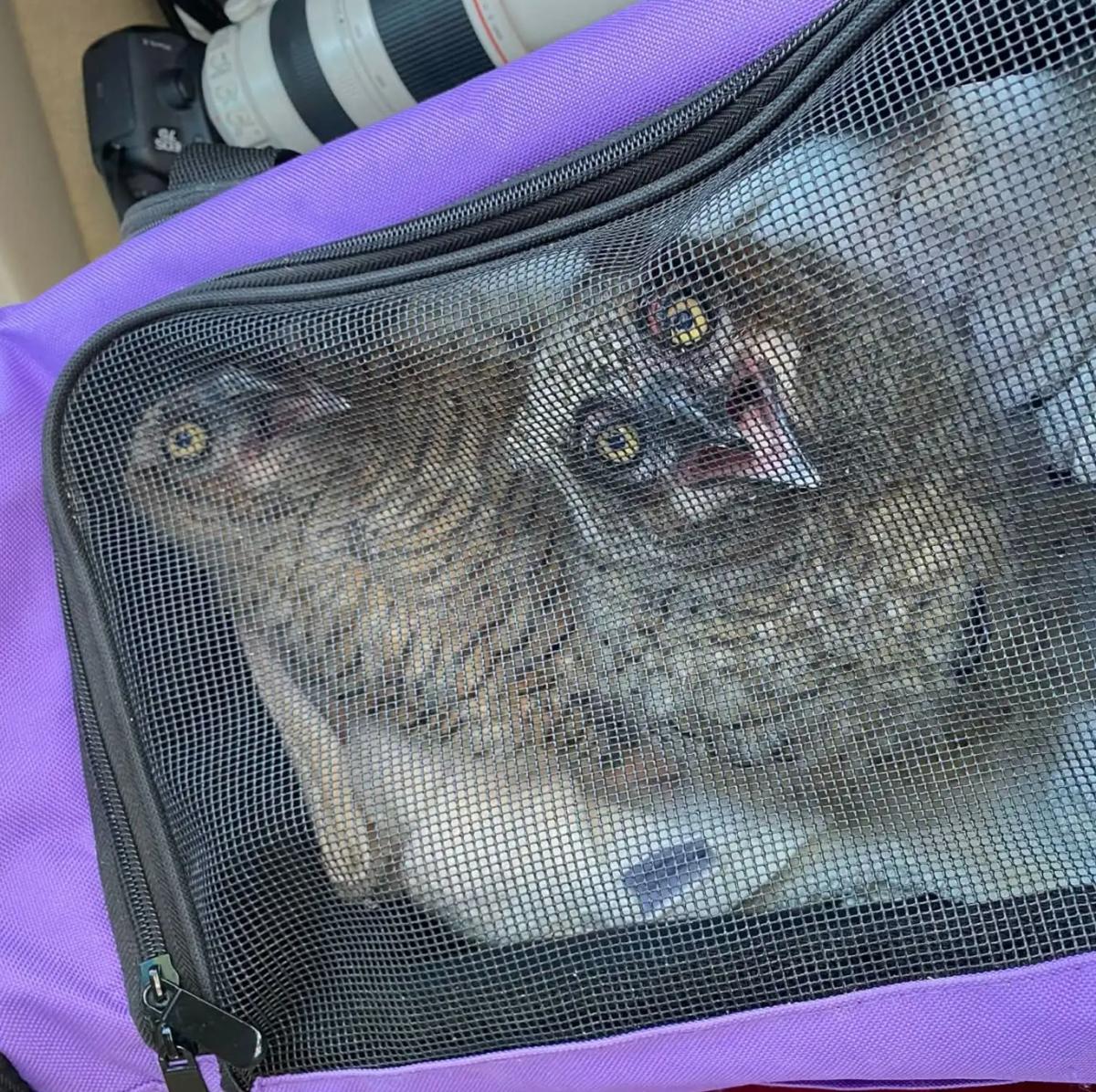 Мужчина увидел во дворе маленький пушистый комочек: находка полностью изменила его день