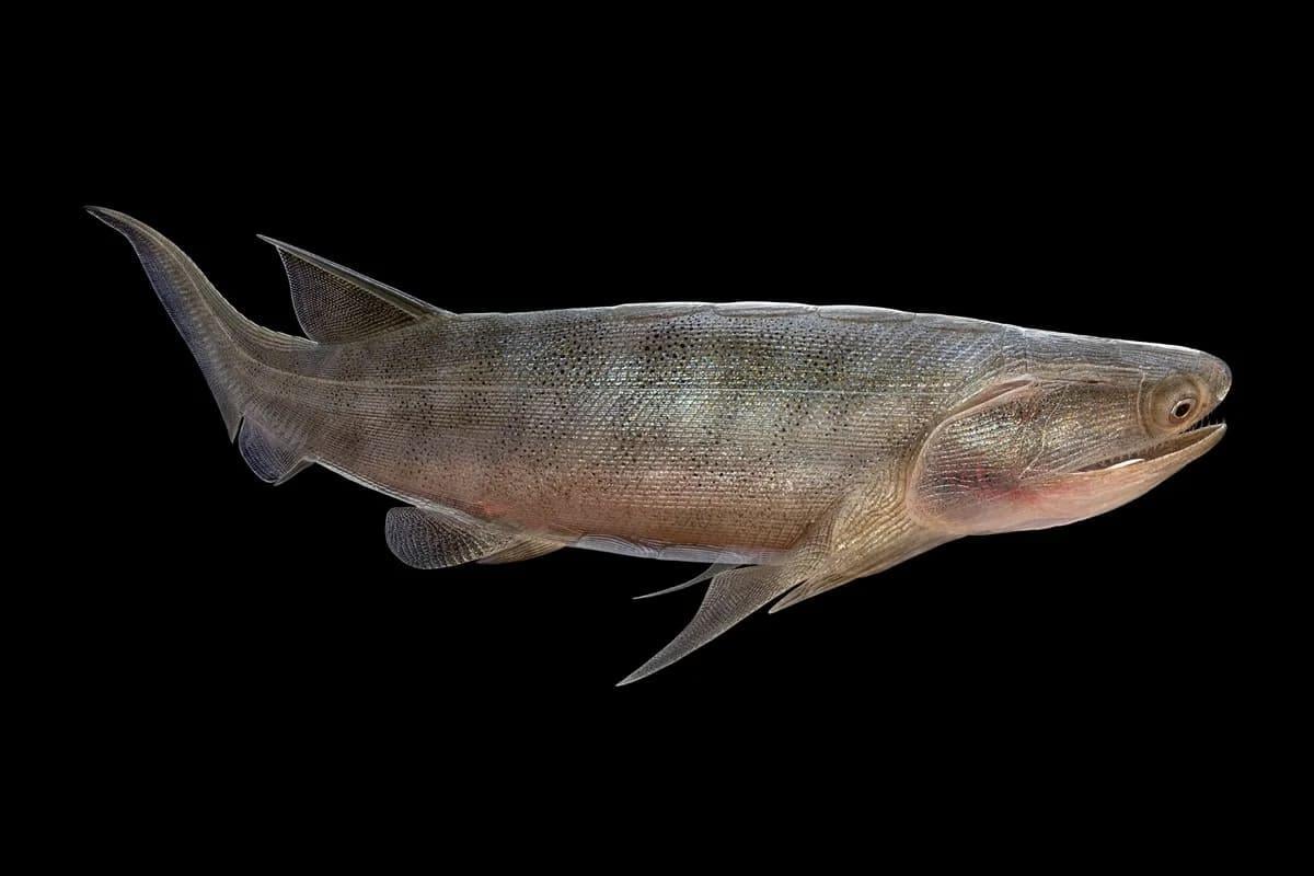 В Китае нашли окаменелости возрастом 436 миллионов лет: чем они поразили ученых