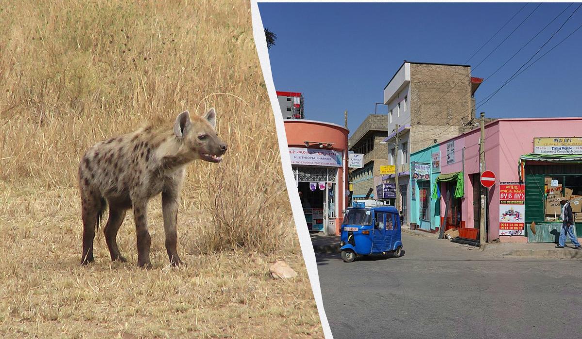 В Ефіопії хижаки бродять вулицями й економлять мешканцям $100 тисяч на рік: що вони роблять В Ефіопії хижаки бродять вулицями й економлять мешканцям $100 тисяч на рік: що вони роблять