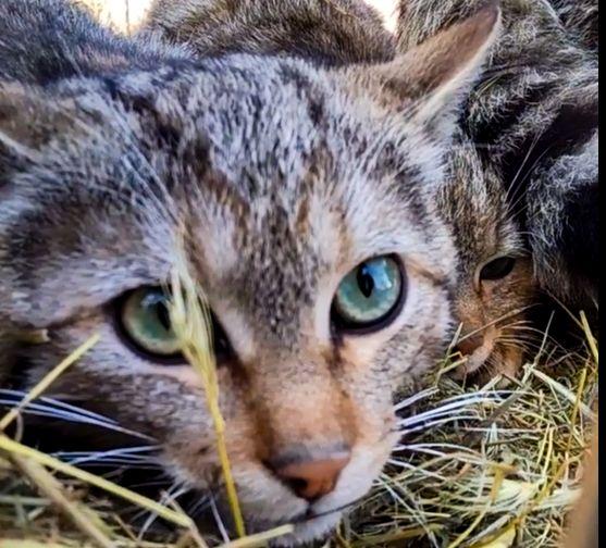 На Одещині у дику природу випустили рідкісних хижаків: що відомо про їхню долю (фото, відео) На Одещині у дику природу випустили рідкісних хижаків: що відомо про їхню долю (фото, відео)