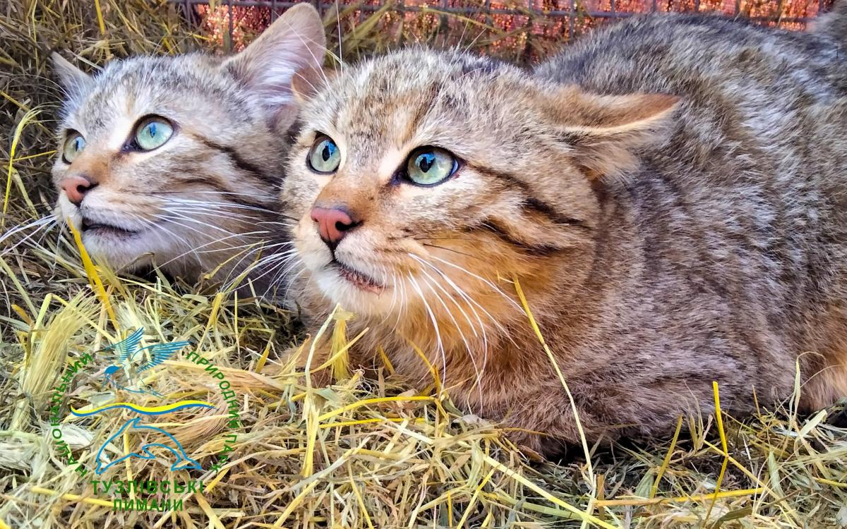 На Одещині у дику природу випустили рідкісних хижаків: що відомо про їхню долю (фото, відео) На Одещині у дику природу випустили рідкісних хижаків: що відомо про їхню долю (фото, відео)