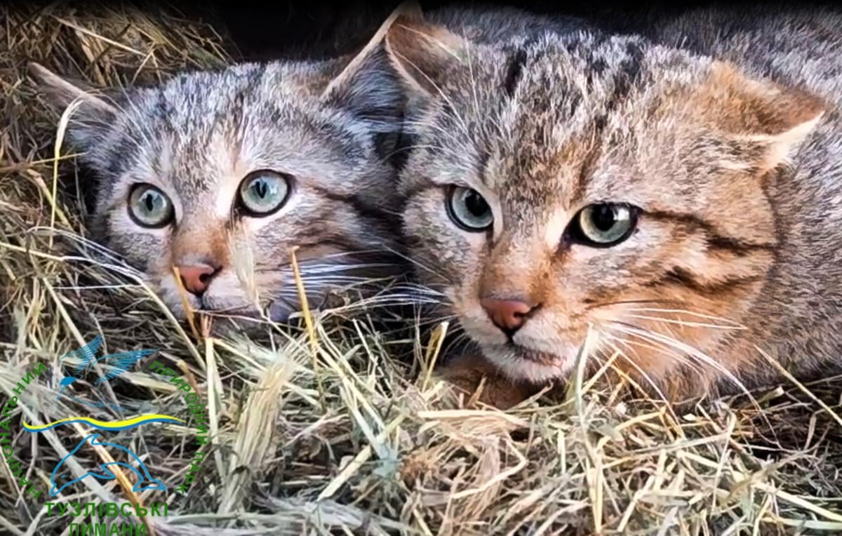 На Одещині у дику природу випустили рідкісних хижаків: що відомо про їхню долю (фото, відео) На Одещині у дику природу випустили рідкісних хижаків: що відомо про їхню долю (фото, відео)