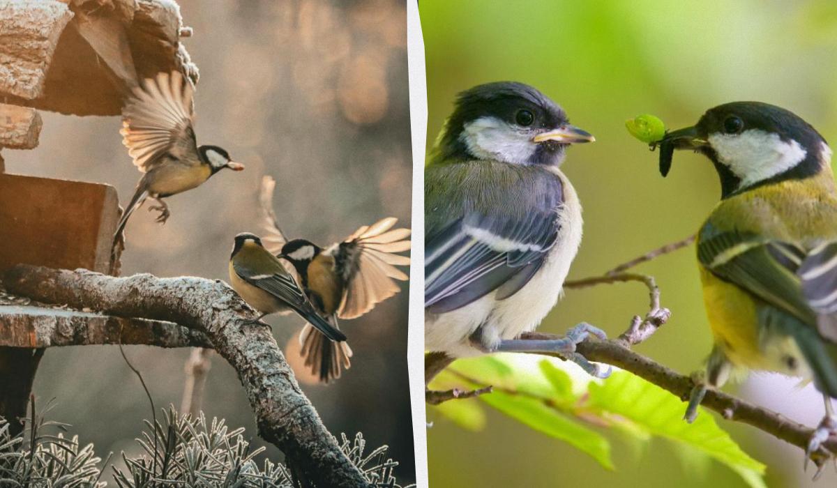 Ученые нашли в песнях синиц нечто странное и 'человеческое' после 75 лет исследований Ученые нашли в песнях синиц нечто странное и 'человеческое' после 75 лет исследований