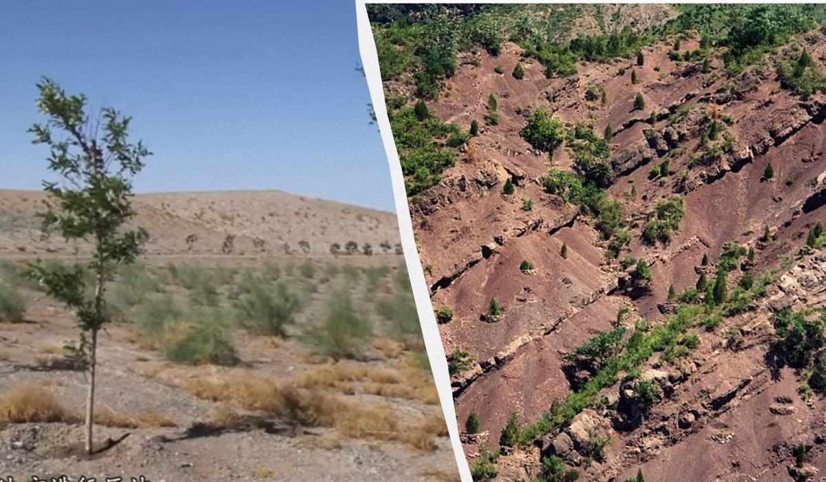 Китай масово саджав дерева, щоб зупинити пустелю Гобі, але виникла нова серйозна проблема Китай масово саджав дерева, щоб зупинити пустелю Гобі, але виникла нова серйозна проблема