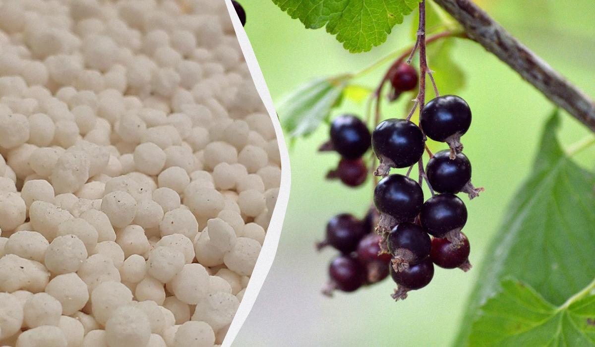 чем подкормить весной смородину