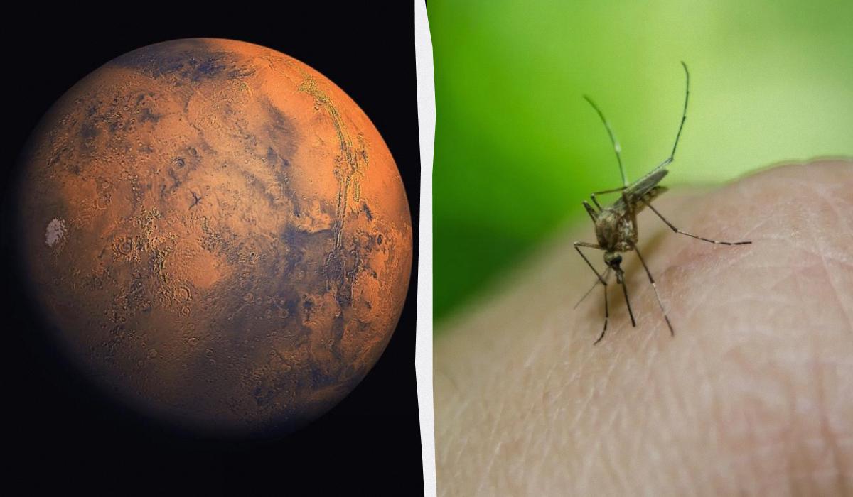 Жизнь на Марсе: на снимках NASA обнаружили следы пчел и рептилий Жизнь на Марсе: на снимках NASA обнаружили следы пчел и рептилий