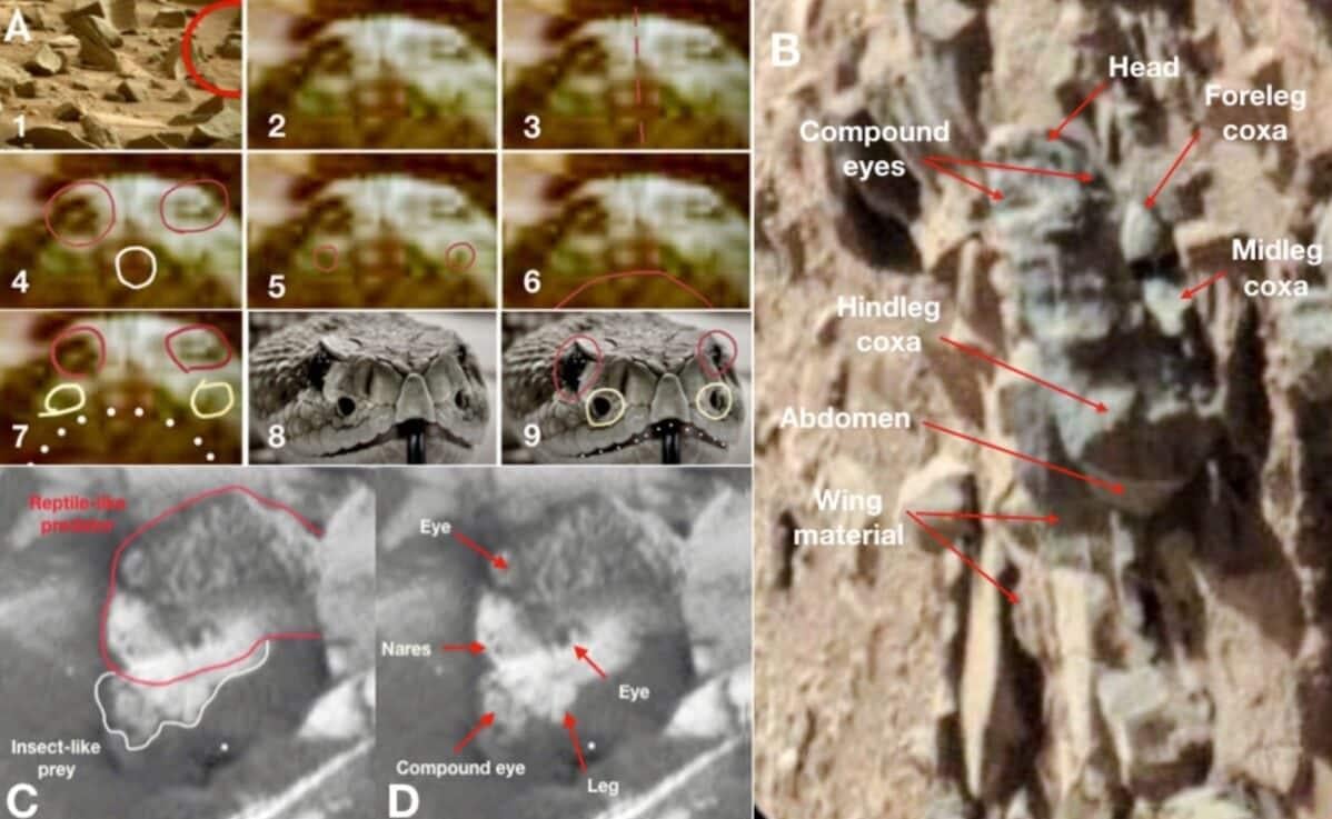 Жизнь на Марсе: на снимках NASA обнаружили следы пчел и рептилий Жизнь на Марсе: на снимках NASA обнаружили следы пчел и рептилий