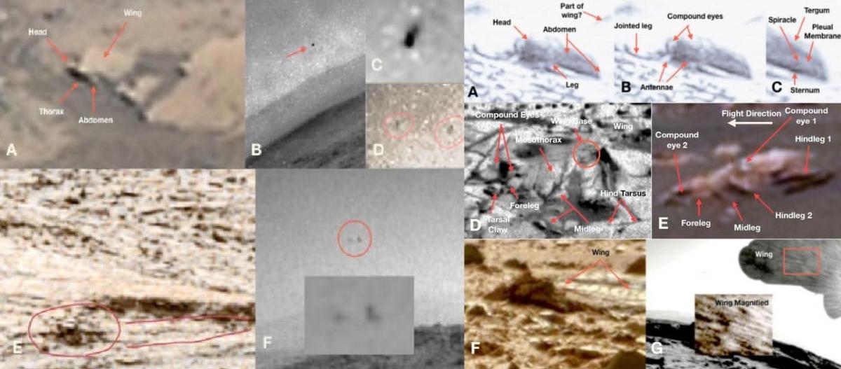 Жизнь на Марсе: на снимках NASA обнаружили следы пчел и рептилий Жизнь на Марсе: на снимках NASA обнаружили следы пчел и рептилий