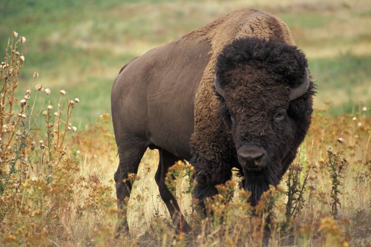 Буйвол против бизона: в чём на самом деле разница между этими 1000-килограммовыми гигантами