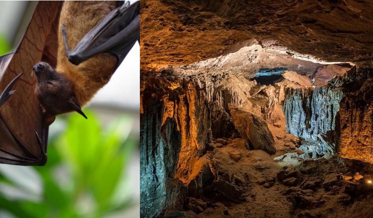 Людям краще не заходити: у 200-метровій печері мешкає найсмертоносніший вірус Людям краще не заходити: у 200-метровій печері мешкає найсмертоносніший вірус