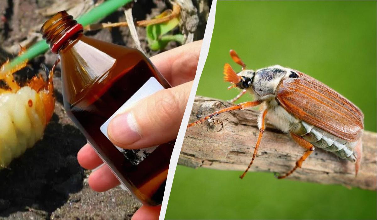 лучшее средство от личинок майского жука лучшее средство от личинок майского жука