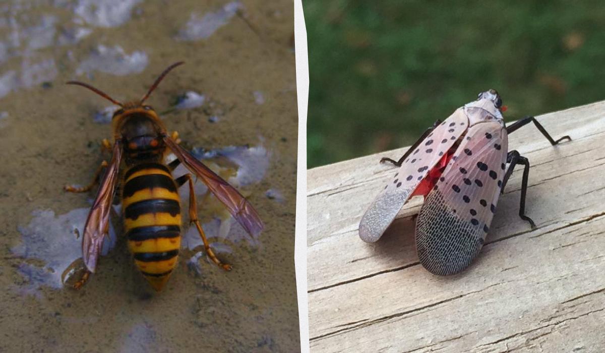 4 небезпечні види комах, які загрожують вашому саду та дому 4 небезпечні види комах, які загрожують вашому саду та дому