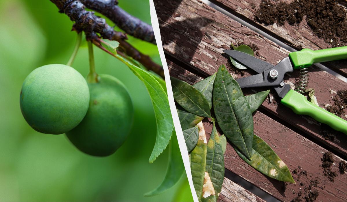 когда обрезать сливу