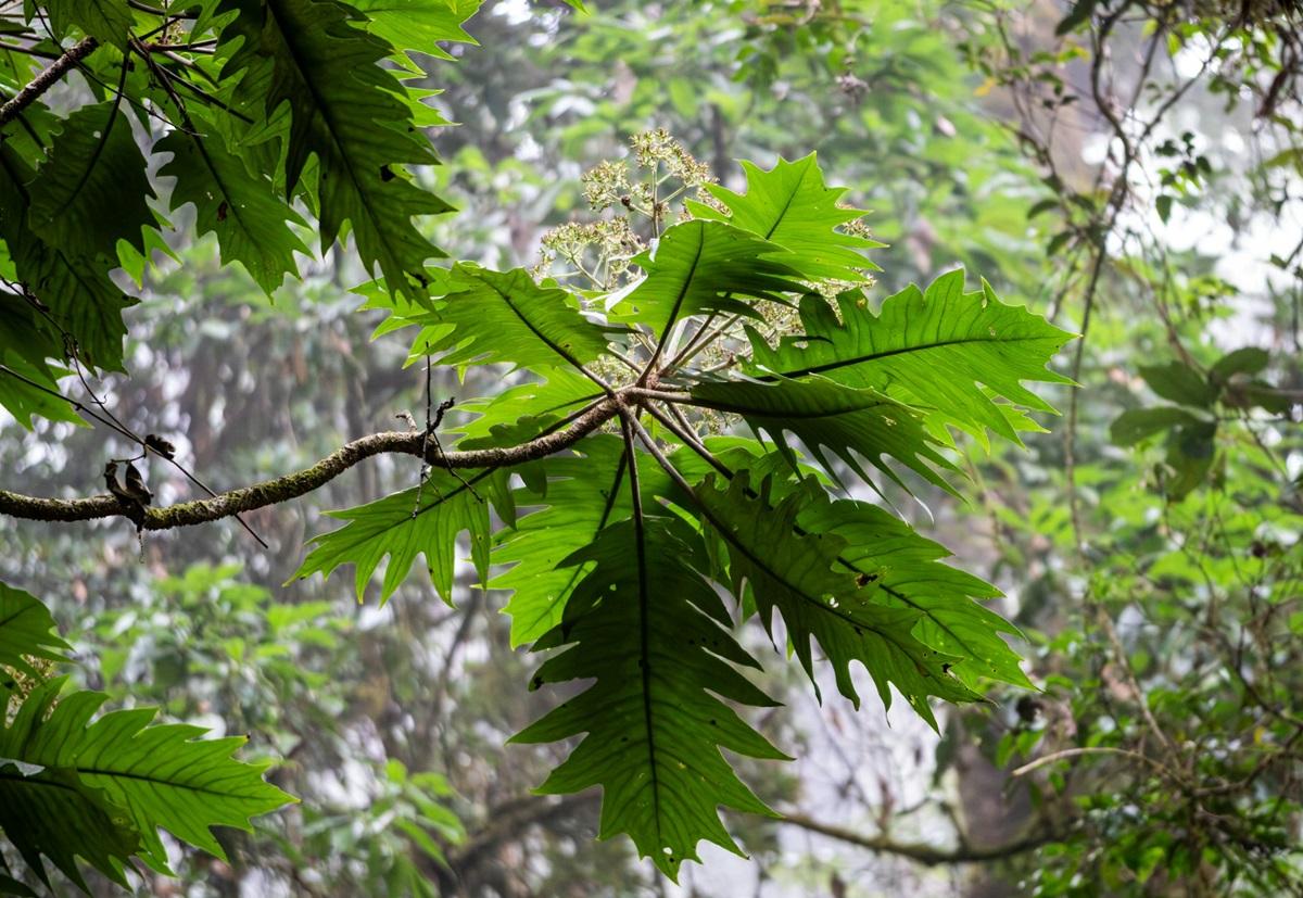 Тропическая 'капсула времени': в Китае нашли уникальный лес возрастом 300 миллионов лет