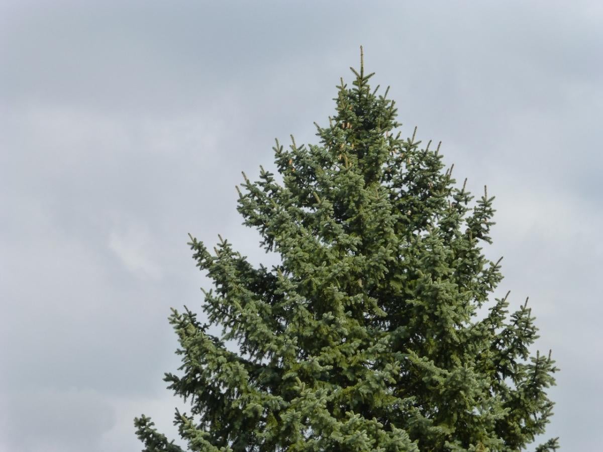 6 швидкозростаючих дерев, які ніколи не варто садити у своєму дворі
