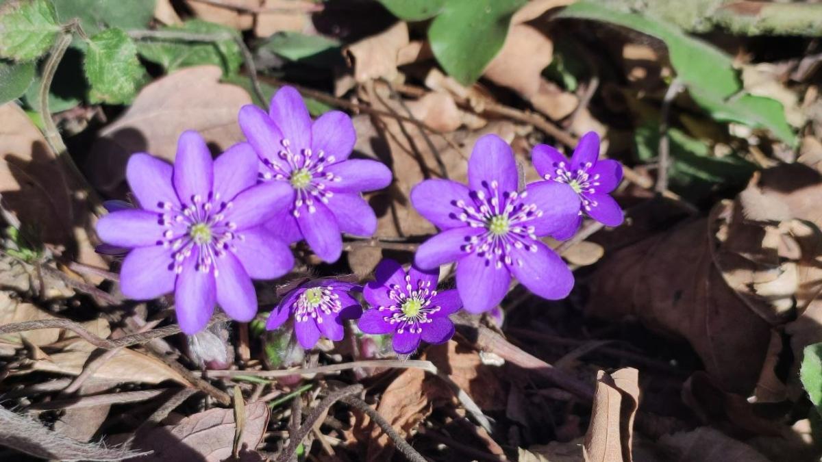 Дивитися можна, зривати – ні: у лісах Львівщини порозпускалися первоцвіти (фоторепортаж)