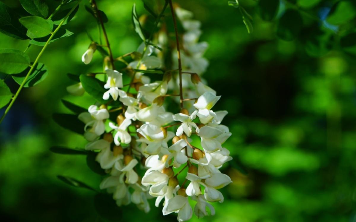 Які дерева не варто садити у дворі: садівники назвали 6 видів