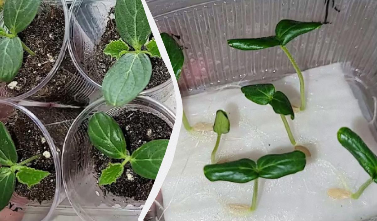 як проростити насіння огірків