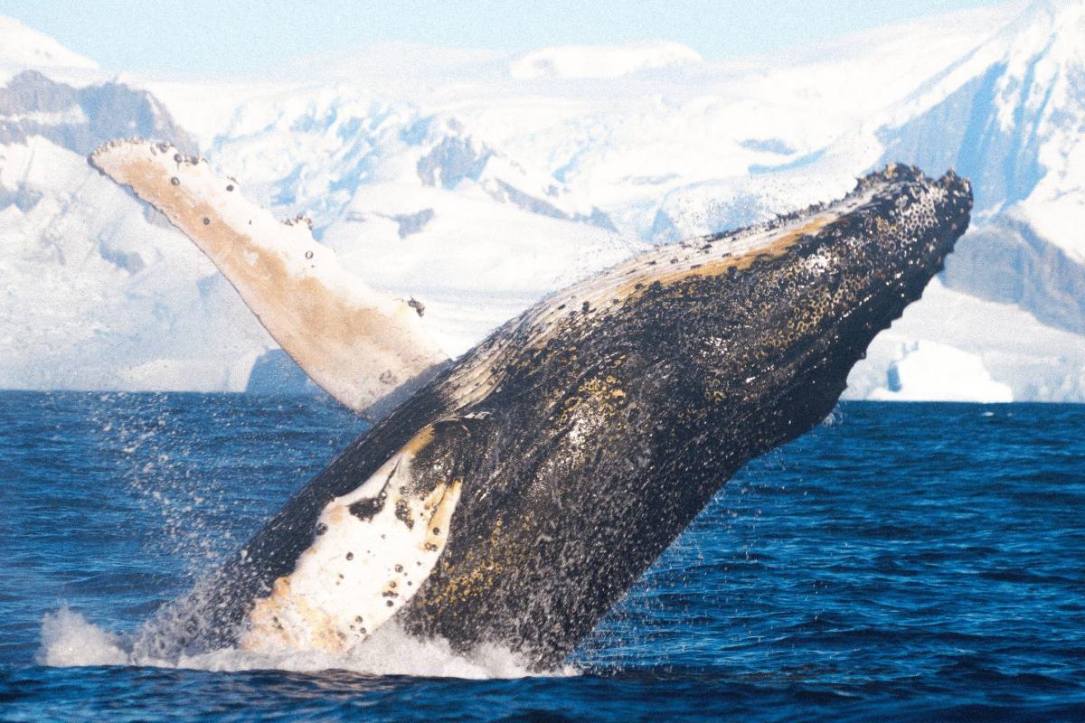 'Такого ще не бачили': гігантський кит влаштував українським полярникам 'прощальне шоу' (фото)