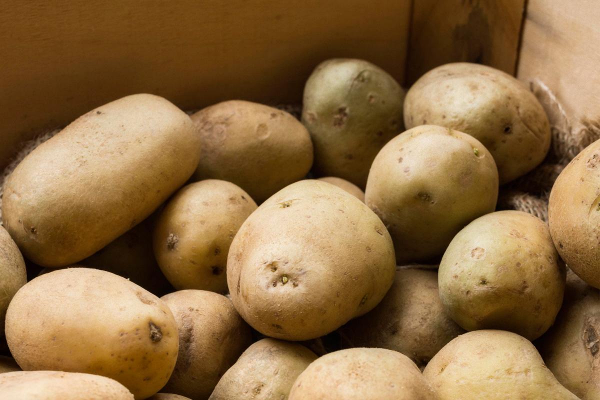 Когда доставать картошку из погреба для посадки