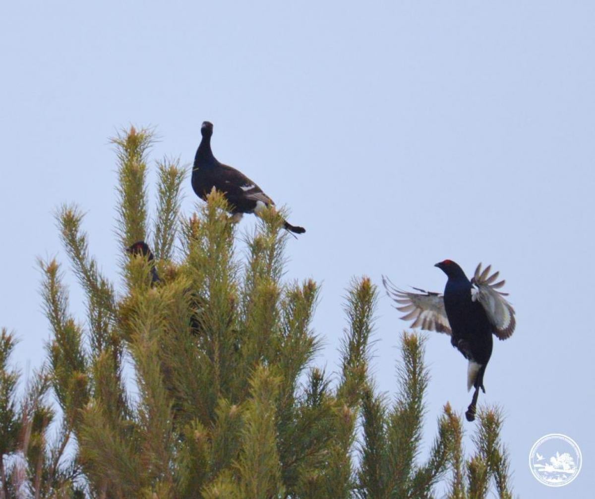 Біля ЧАЕС тетеруки почали демонстраційні ритуали: дослідники пояснили, що відбувається