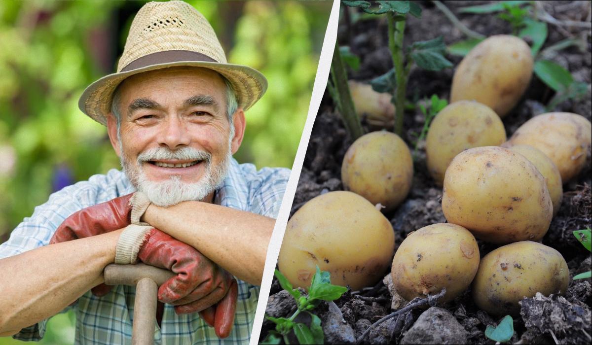 когда сажать картошку в 2026 году