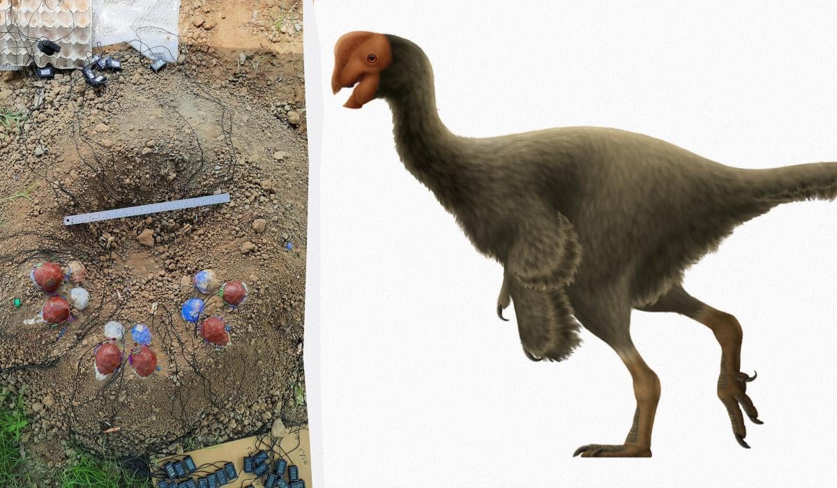 Ученые построили гнездо динозавра в натуральную величину, и результаты их удивили