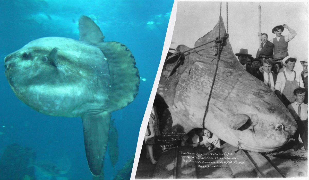 місяць риба місяць риба