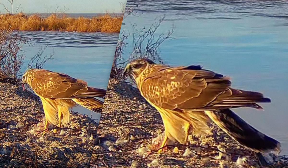 В Одесской области заметили редкую хищную птицу: что о ней известно (видео)