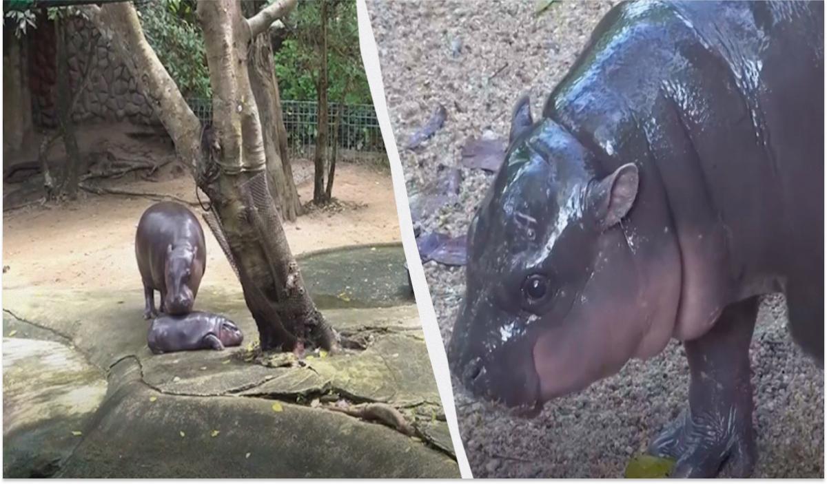 Мужчина ворвался в вольер знаменитого бегемотика Му Денг