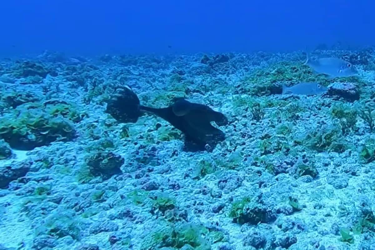 Розлючений восьминіг відлупцював велику рибу в Тихому океані: рідкісні кадри