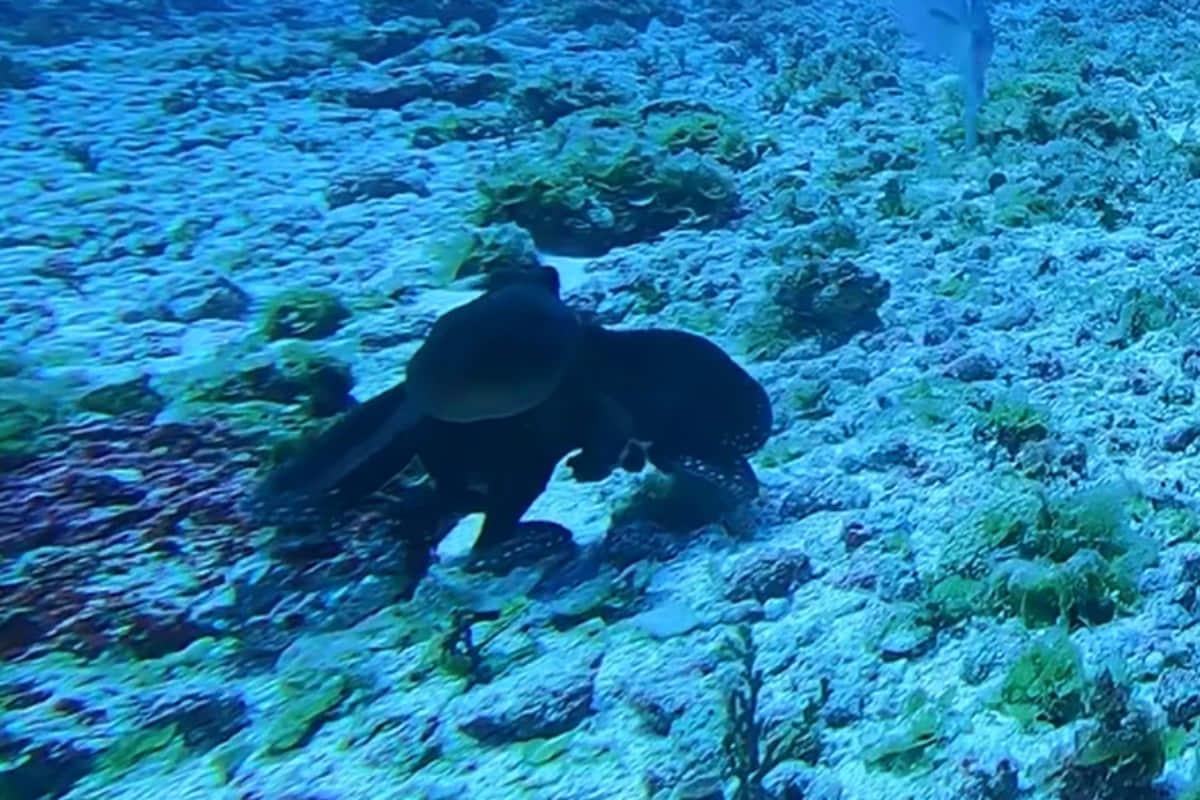 Розлючений восьминіг відлупцював велику рибу в Тихому океані: рідкісні кадри