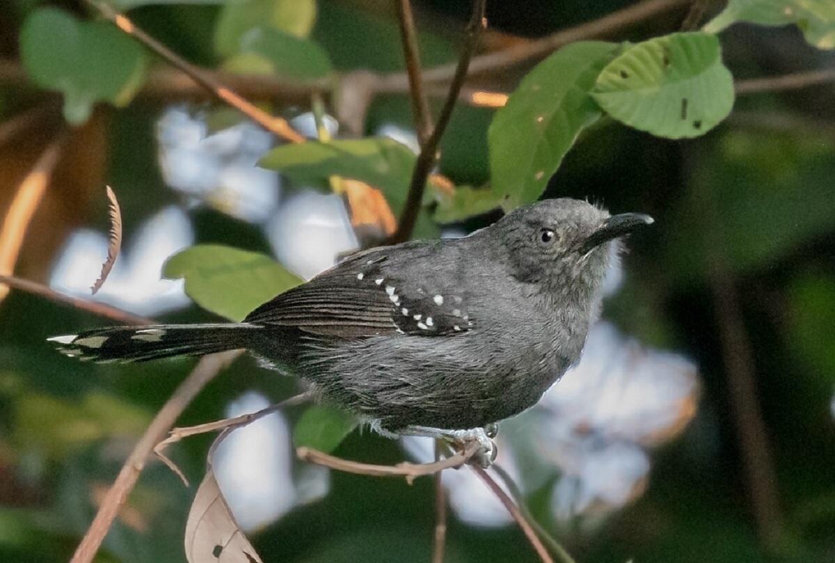 Насправді їх не одна, а п’ять: вчені зробили приголомшливе відкриття про птахів Амазонії