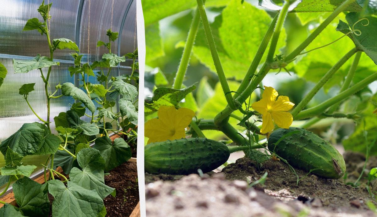 Яке сусідство любить огірок