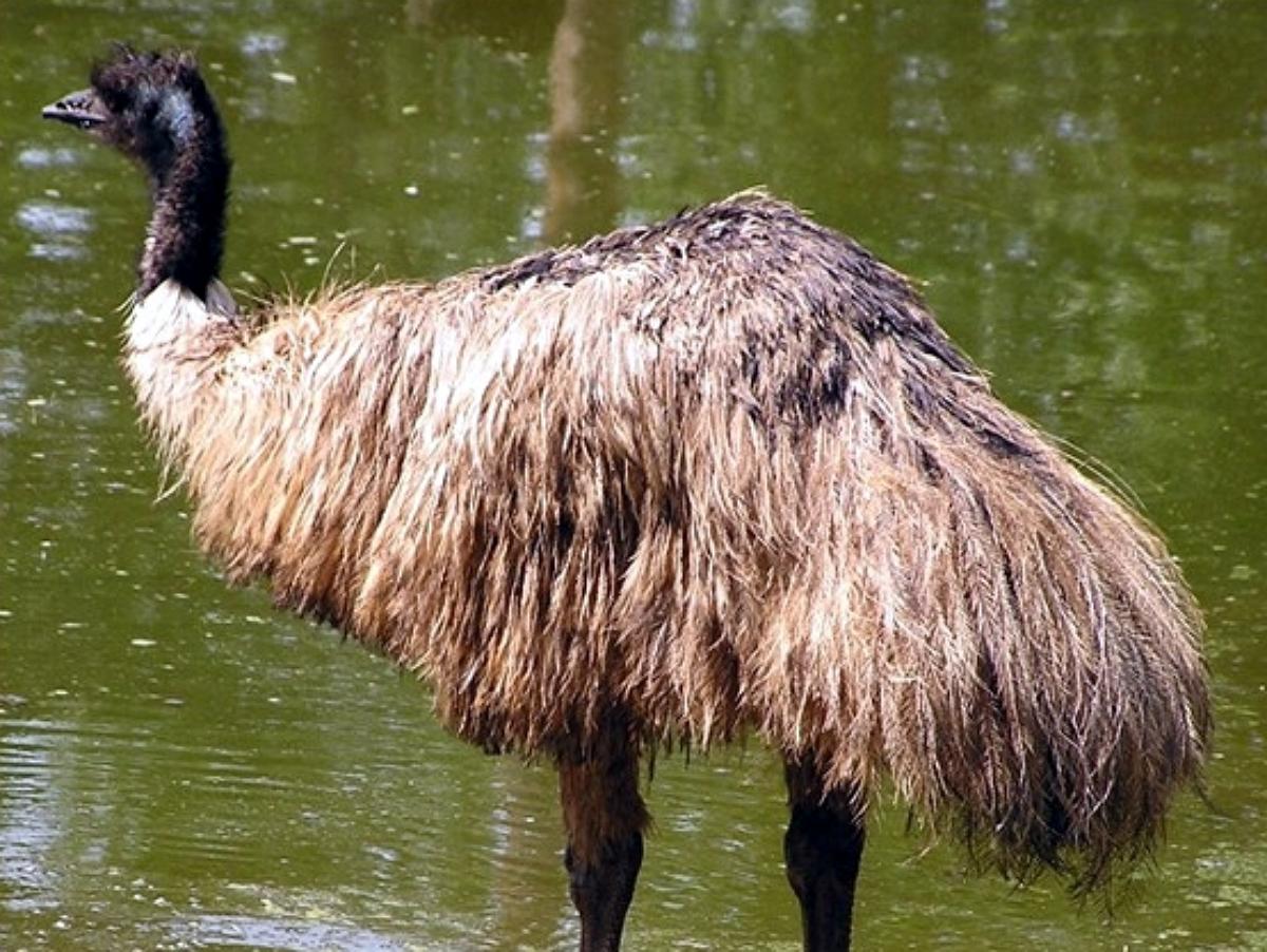 10 самых крупных птиц мира: среди них есть такая, которая весит столько же, сколько пианино