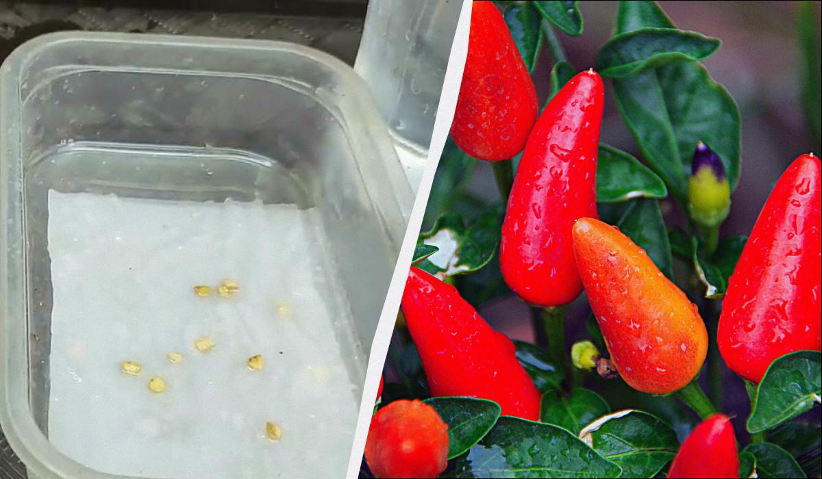 У чому краще замочувати насіння перцю перед посадкою У чому краще замочувати насіння перцю перед посадкою